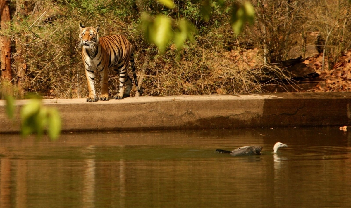 Exotic India, Mumbai, Pench Tiger Safari & Shimla Hills 1