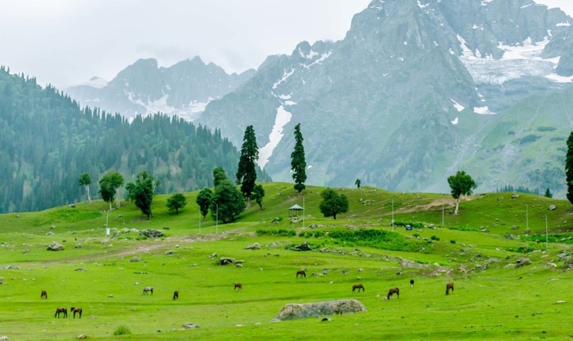 Srinagar City Tour 4