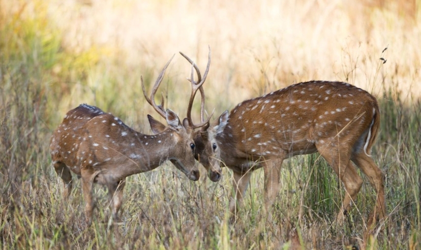 India Tiger Safari Experience, Ranthambore & Bandhavgarh 2