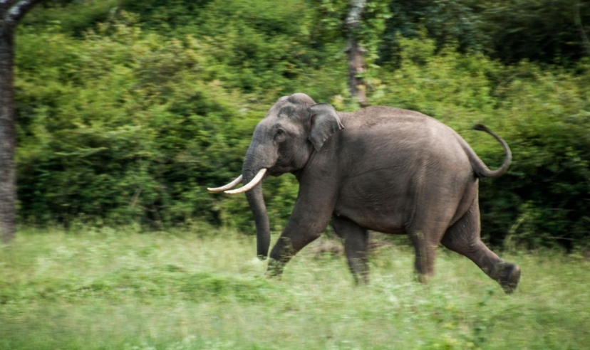 India Tiger Safari Experience, Ranthambore & Bandhavgarh 4