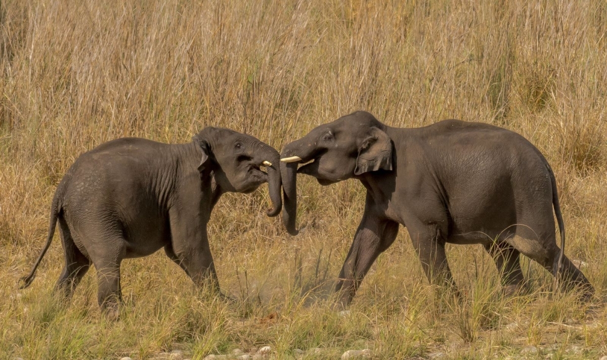Bandhavgarh & Kanha National Park Tiger Safari Experience 1