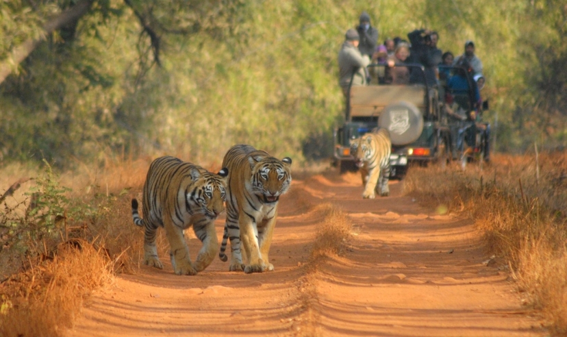 Bandhavgarh & Kanha National Park Tiger Safari Experience 2