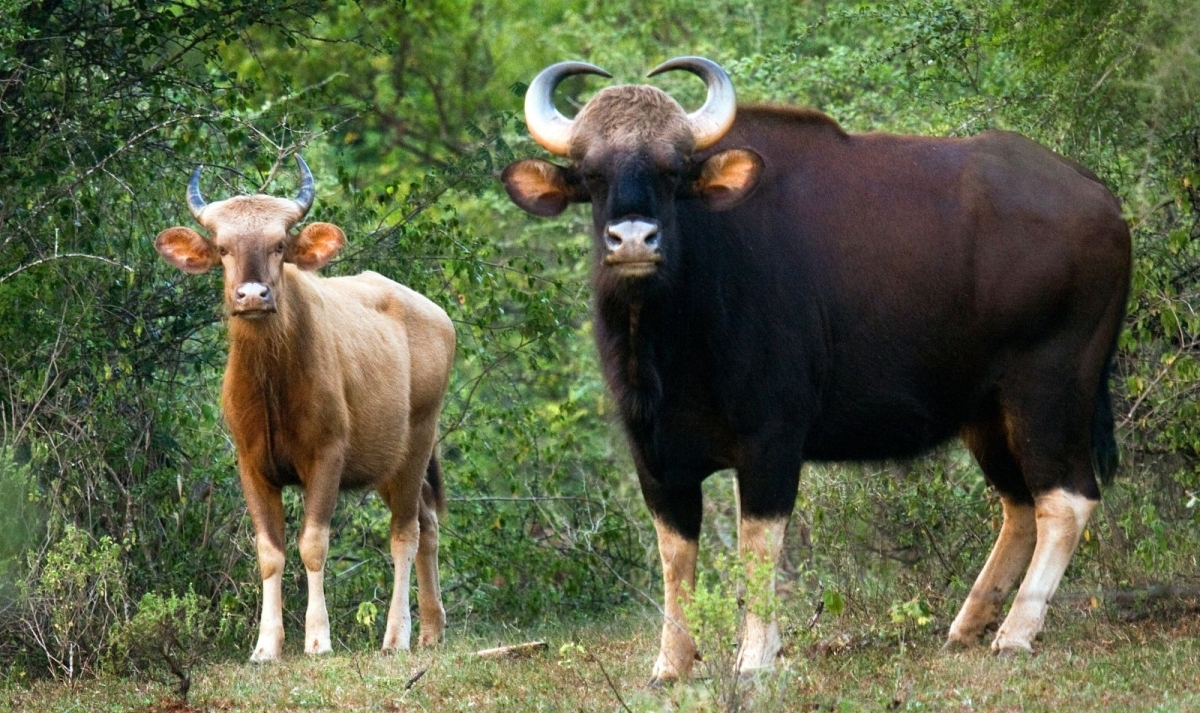 Karnataka to Kerala Wildlife & Backwaters 1