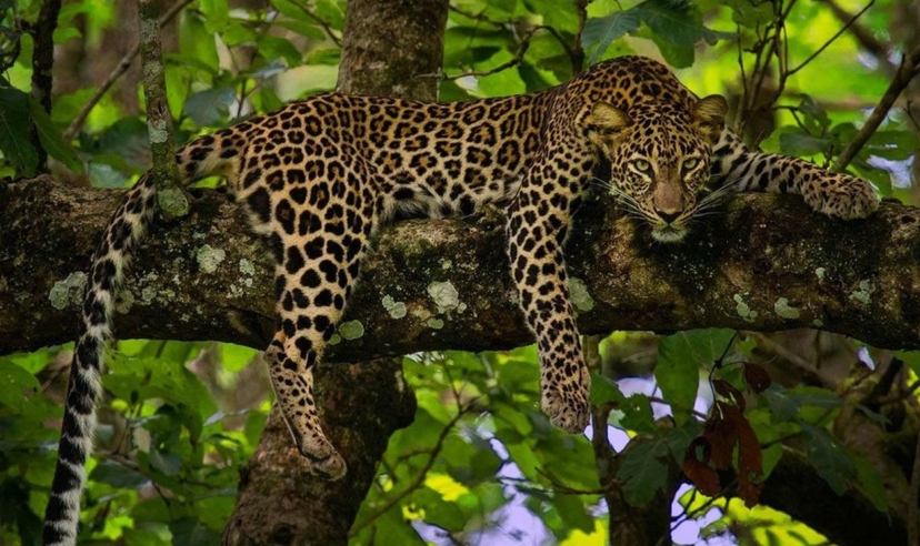 Karnataka to Kerala Wildlife & Backwaters 2