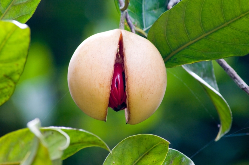 Zanzibar Spice Farm Tour: Taste,Smell & Discover Spice Island 4