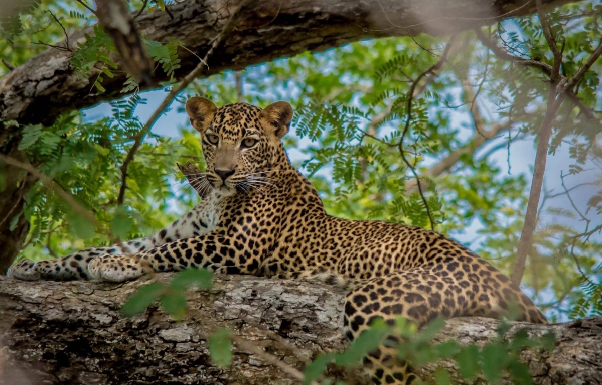 Sri Lanka, Wonders of the Wild 1