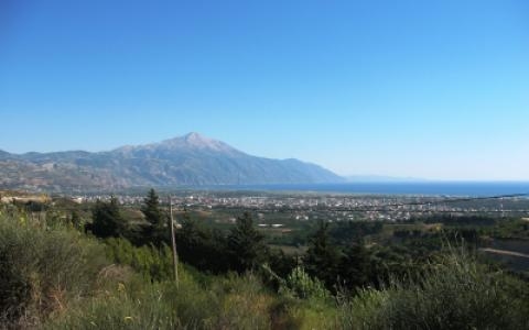 Mountain Musa