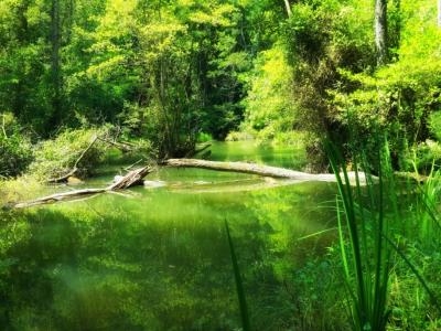 Sahin Creek (Igneada)