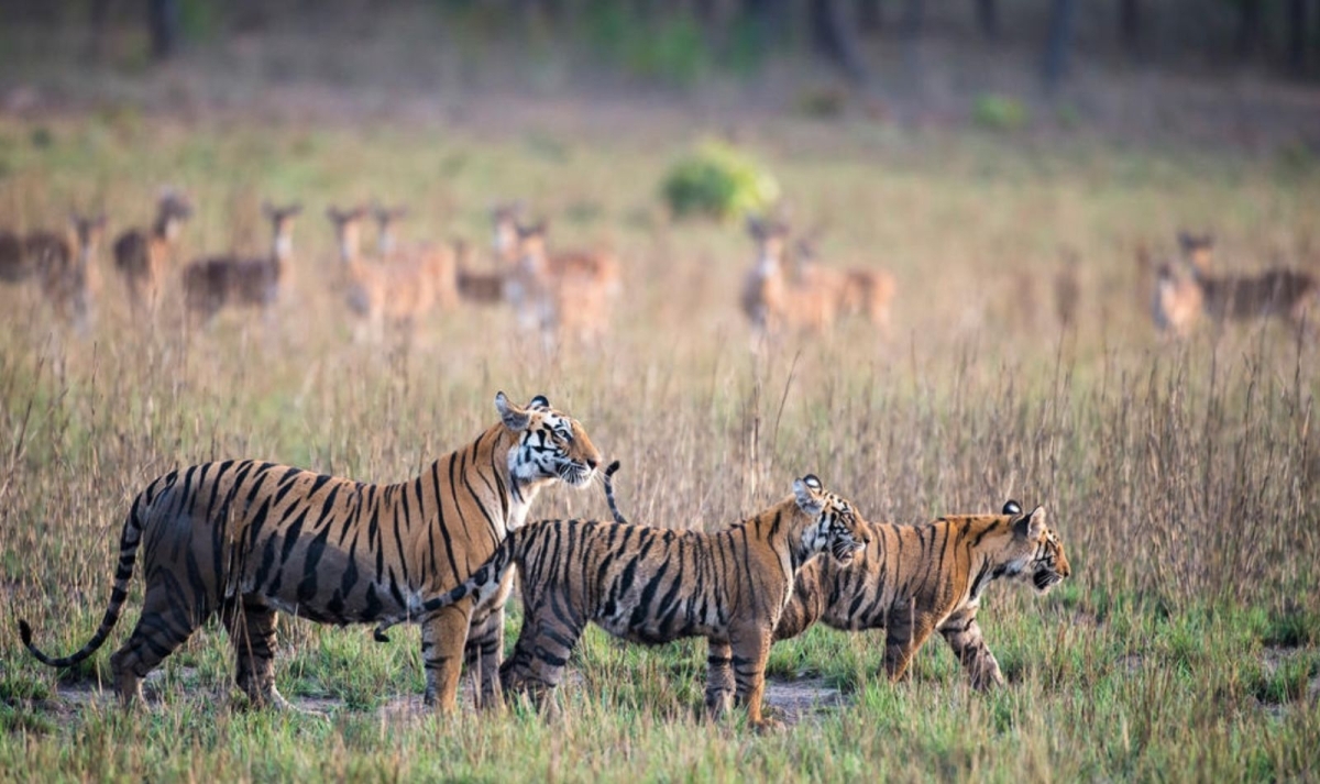 Rajasthan with Wildlife Tour 1