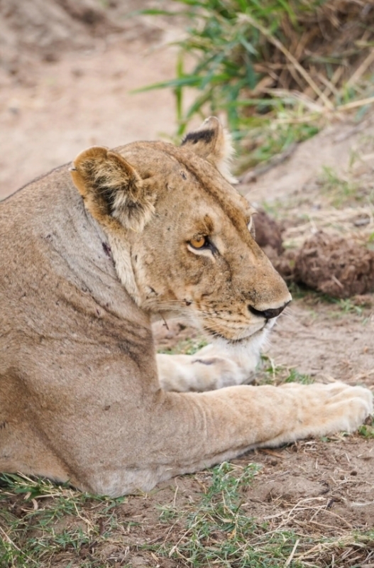 From Zanzibar: Best Day Safari Mikumi with flights and lunch 2
