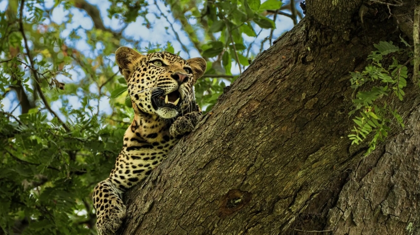 From Zanzibar: Best Day Safari Mikumi with flights and lunch 3