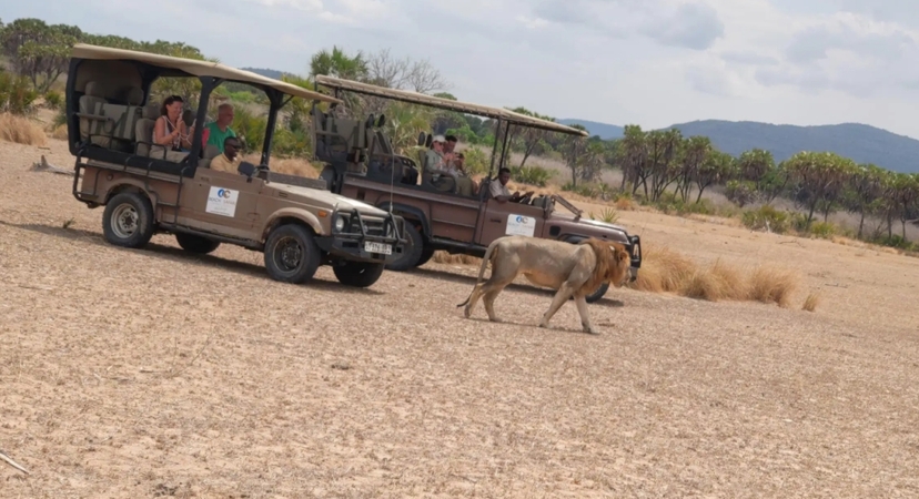From Zanzibar: Best Day Safari Mikumi with flights and lunch 4