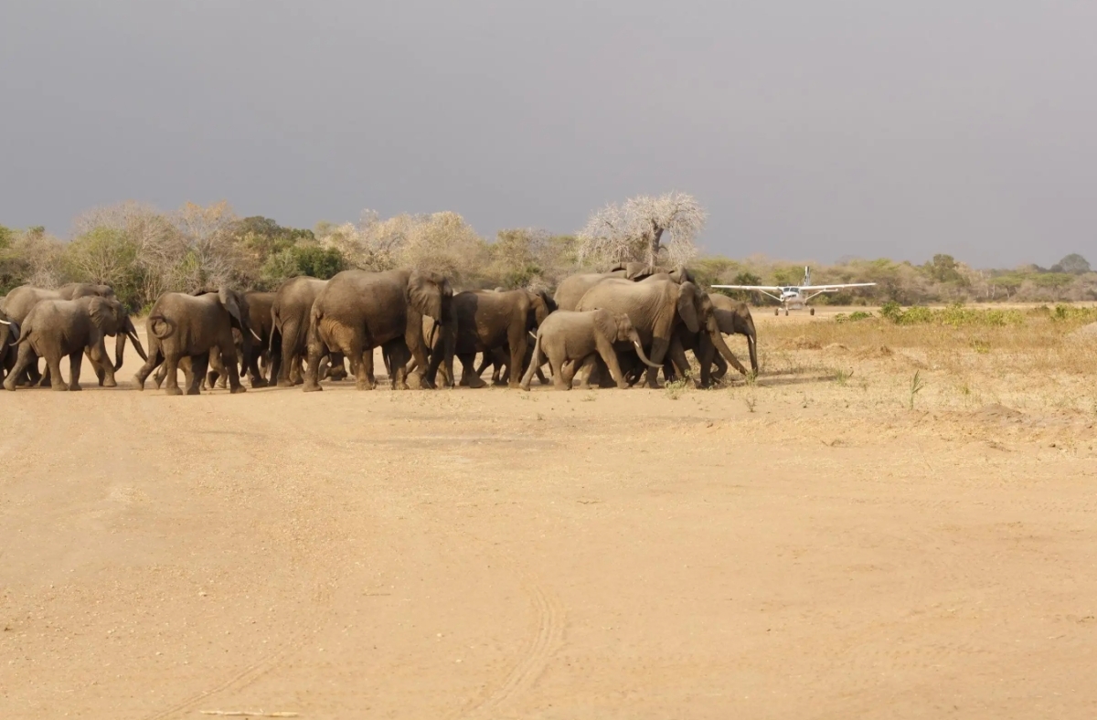 From Zanzibar: 3 Day Selous All-Inclusive Safari trip & Flight (Afternoon flight) 1