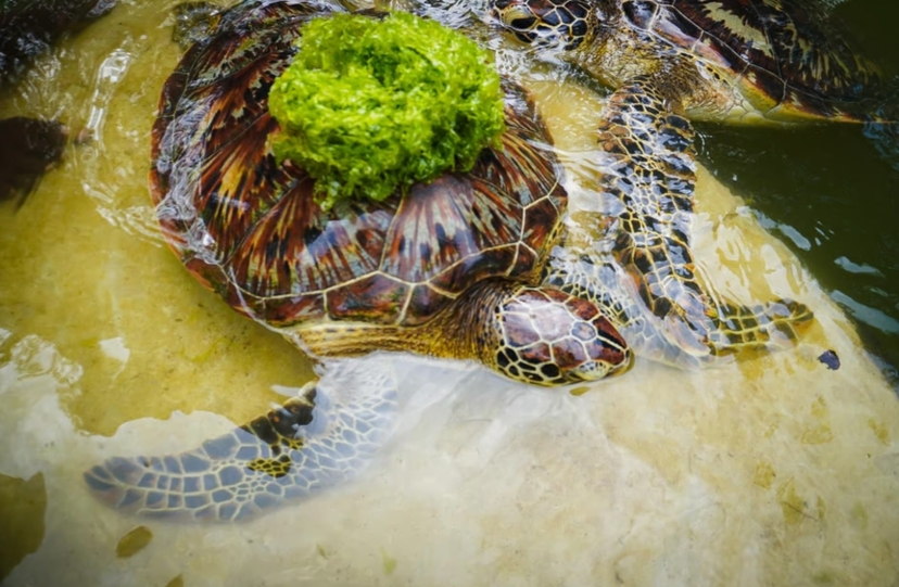 Zanzibar Discovery Tour: Maasai Culture & Nungwi Turtle 3