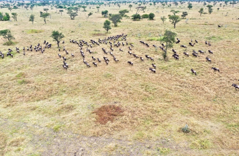 Serengeti: Hot Air Balloon Flight with Champagne Breakfast 3