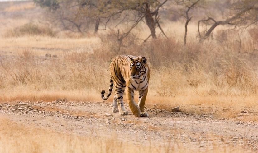 Ranthambore Tiger Trails 2