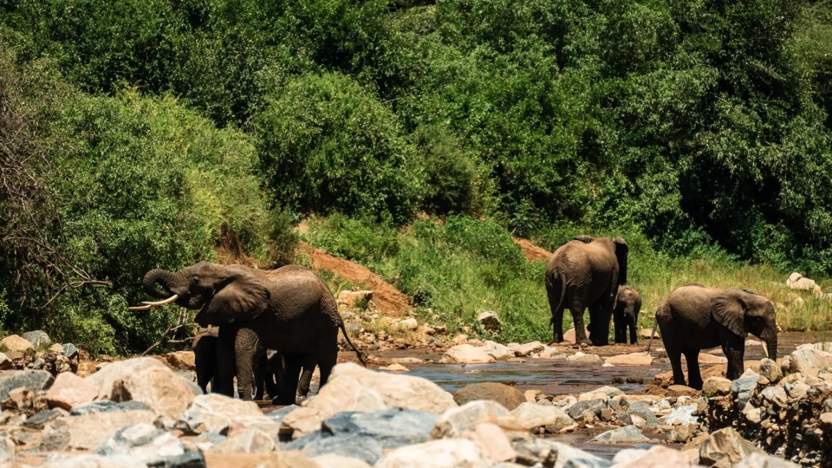 From Arusha: 1-Day Guided Tarangire National Park Safari with Lunch & Hotel Transfers 1