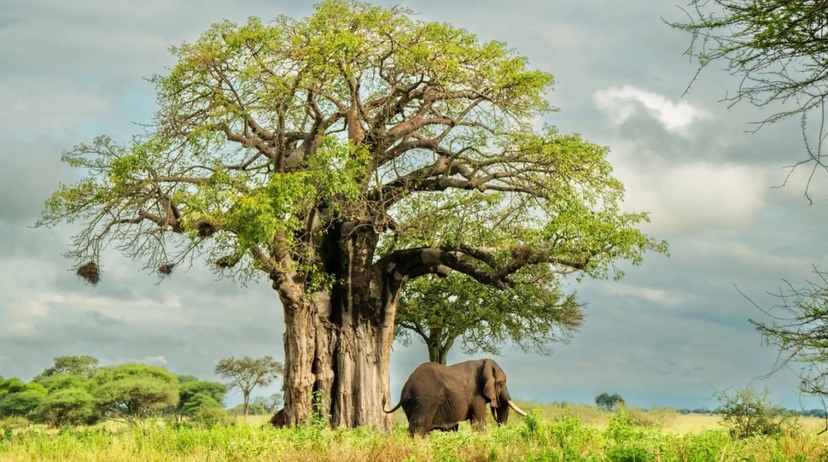 From Arusha: 1-Day Guided Tarangire National Park Safari with Lunch & Hotel Transfers 4