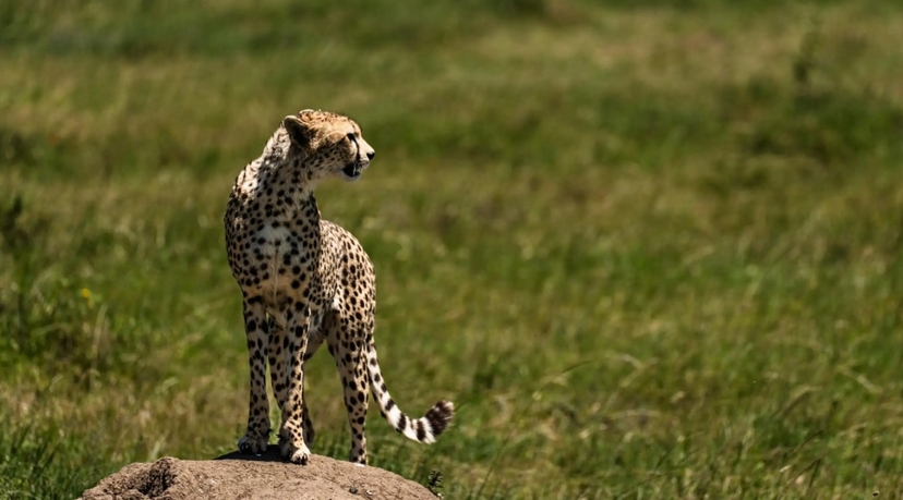 From Zanzibar 5 Day All-Inclusive Northern Circuit Safari – Tarangire, Ngorongoro & Lake Natron 3