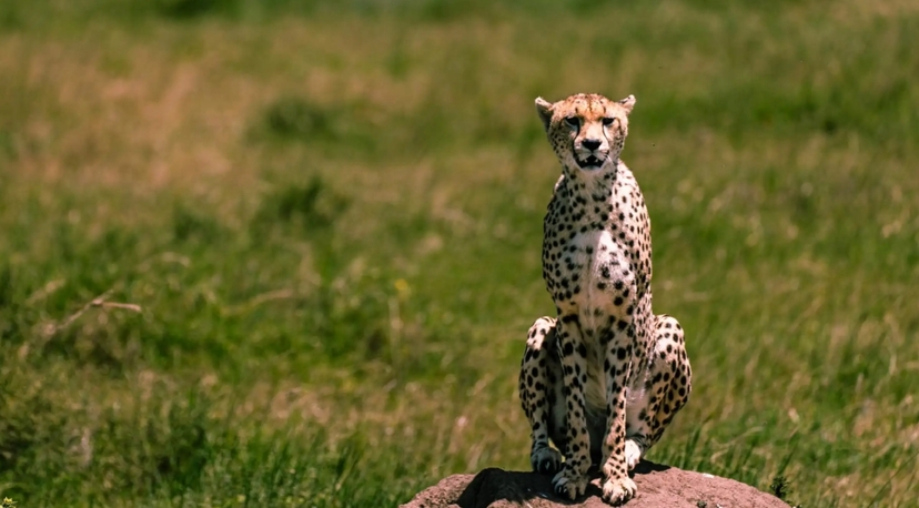 From Zanzibar: 5-Day All-Inclusive Northern Circuit Safari – Tarangire, Lake Manyara, Ngorongoro & Lake Natron 2