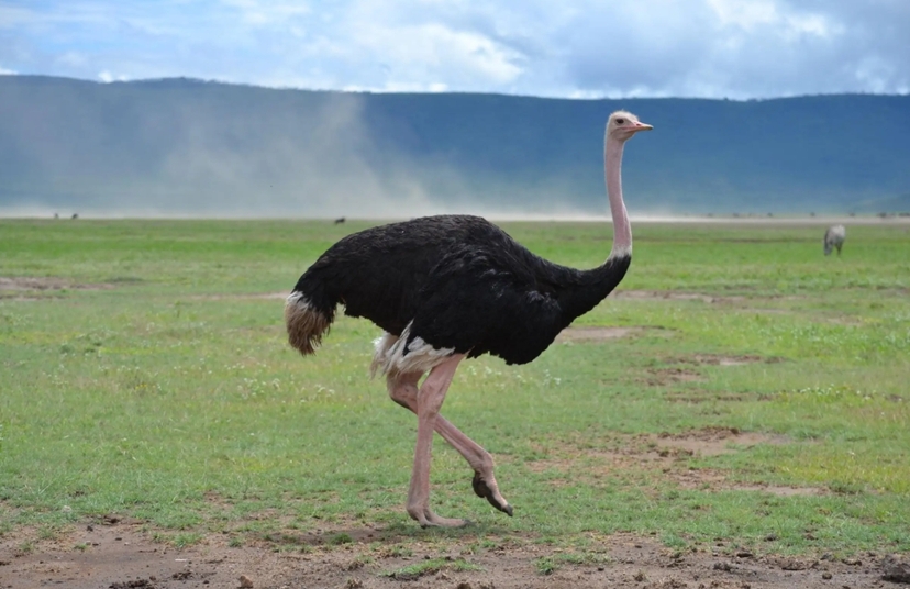 From Zanzibar: 5-Day All-Inclusive Northern Circuit Safari – Tarangire, Lake Manyara, Ngorongoro & Lake Natron 4