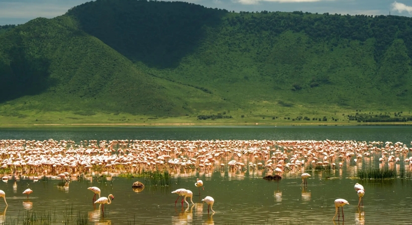 Arusha: Ngorongoro Crater Safari Day Trip with transfer,meal 3