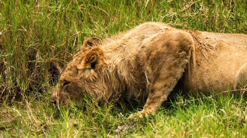 Arusha: Ngorongoro Crater Safari Day Trip with transfer,meal 4