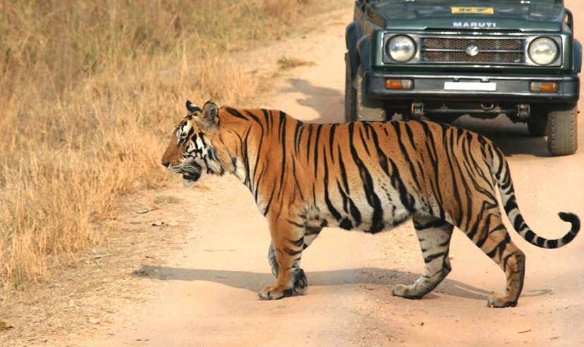 Bandhavgarh & Kanha Tiger Trails 2