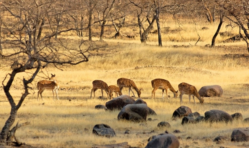 Bandhavgarh & Kanha Tiger Trails 4