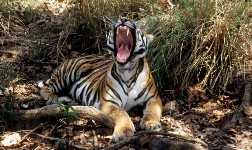 Kanha, Pench and Satpura Tiger Trails 2