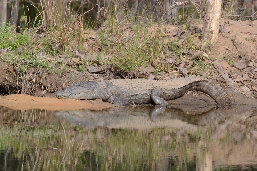 Kanha, Pench and Satpura Tiger Trails 4