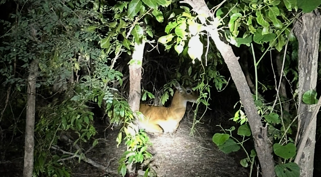 The Best Part of Mole National Park Isn’t Just the Animals
