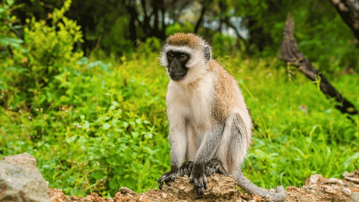6 Days Safari Tarangire National Park, Serengeti National Park, Ngorongoro Crater and Lake Manyara 1