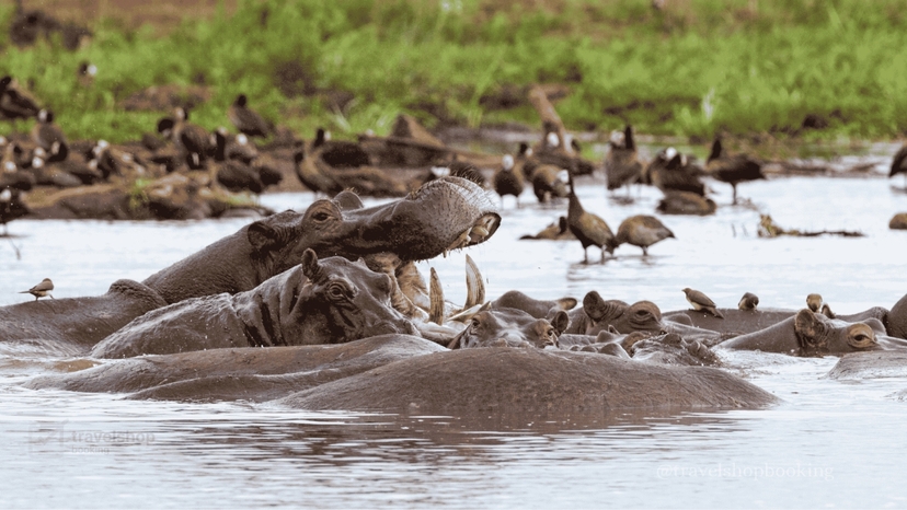 6 Days Safari Tarangire National Park, Serengeti National Park, Ngorongoro Crater and Lake Manyara 2