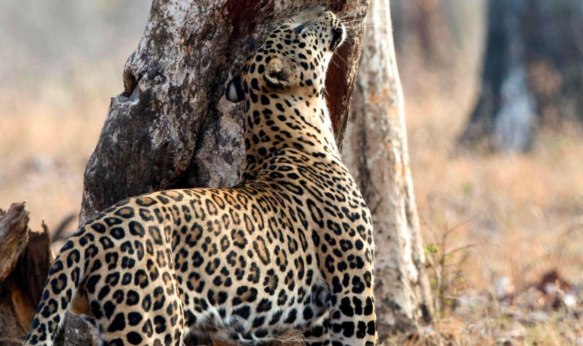 South India Wildlife and Backwaters Trails 1