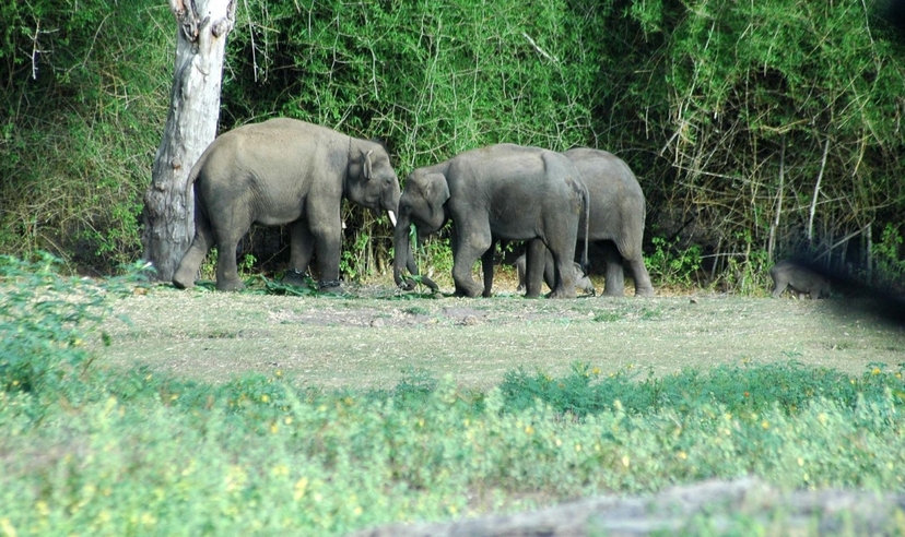 South India Wildlife and Backwaters Trails 3