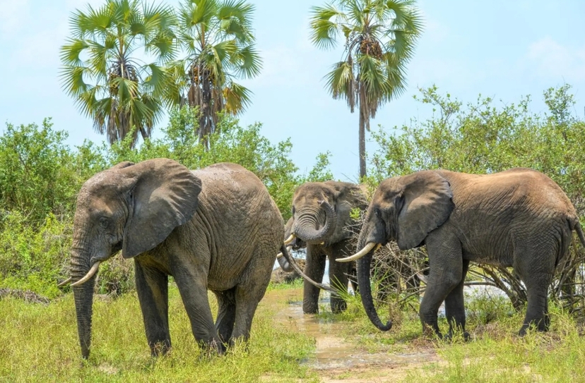 4 Days Selous Safari & Hot Springs Adventure from Zanzibar 3