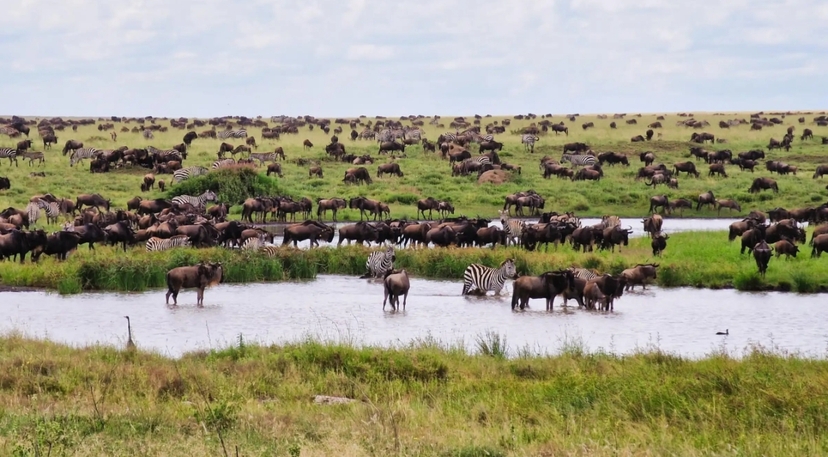 Arusha: 9-Day Multi-Park Great Migration Flexible Round-Trip Safari 2