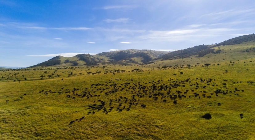 Arusha: 9-Day Multi-Park Great Migration Flexible Round-Trip Safari 3