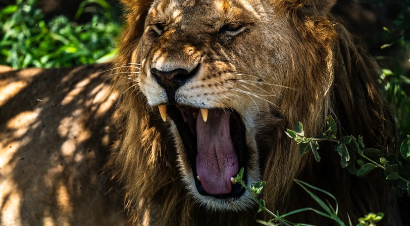 Arusha: 9-Day Multi-Park Great Migration Flexible Round-Trip Safari 4