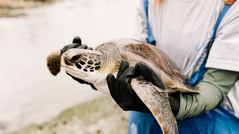 Daily Dalyan Turtle Clinic, Mud Baths & İztuzu Beach Tour from Muğla 3