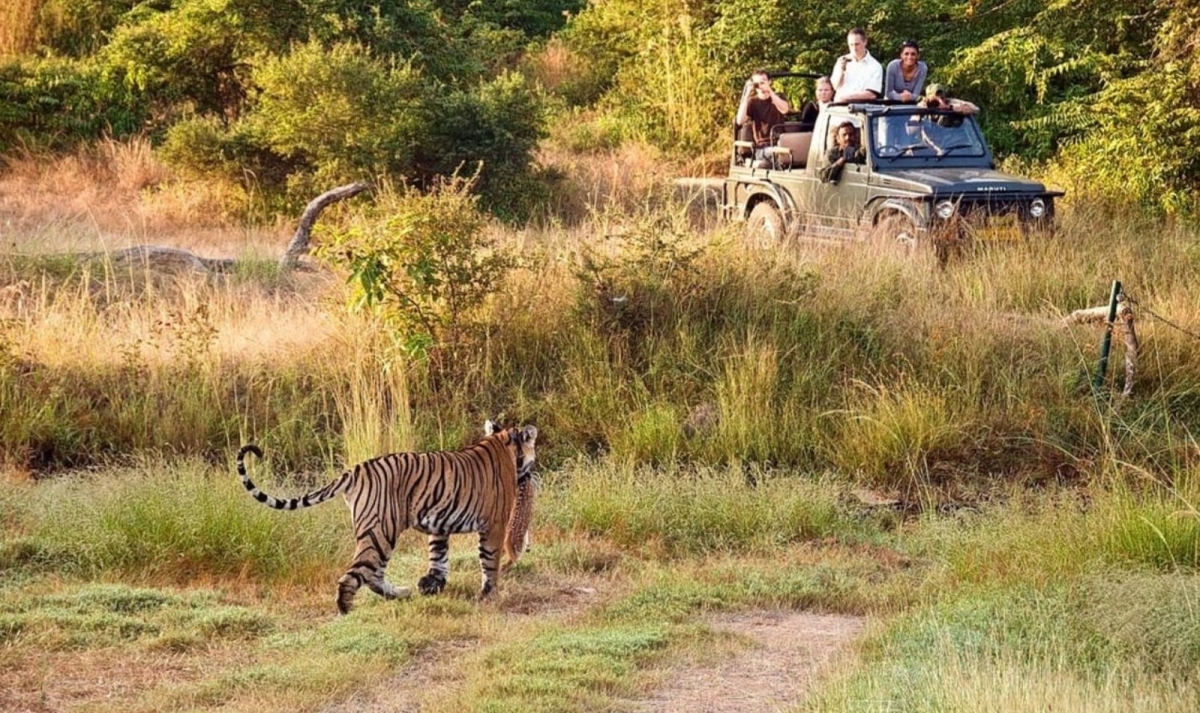 India Temples & Tiger Trails 1