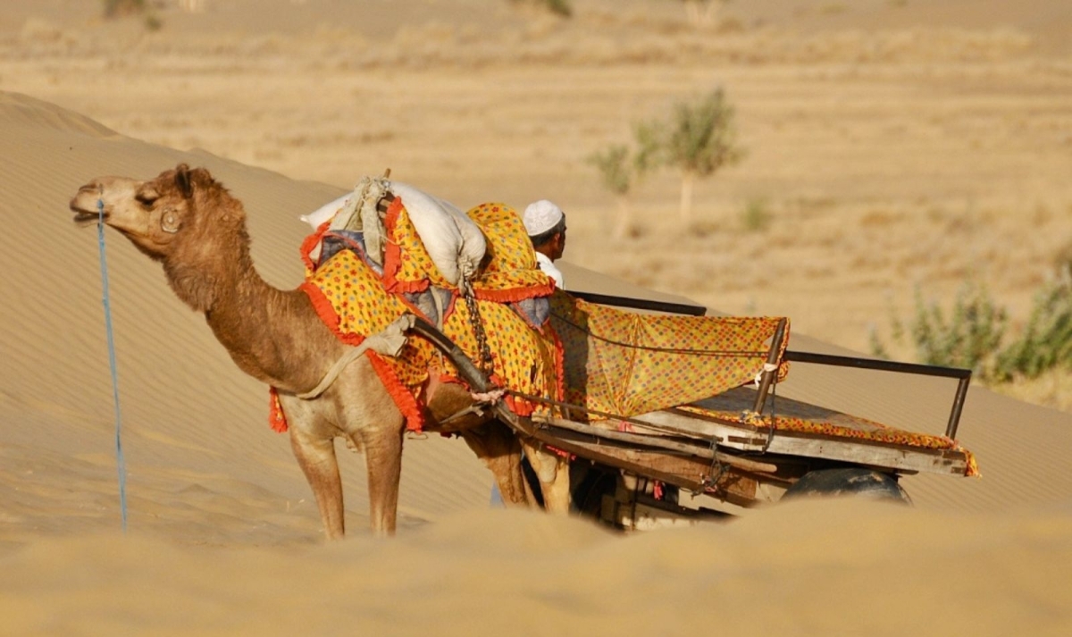 22-Day Rajasthan Heritage & Desert Safari: Delhi to Jaipur via Taj Mahal, Tigers & Royal Palaces 1