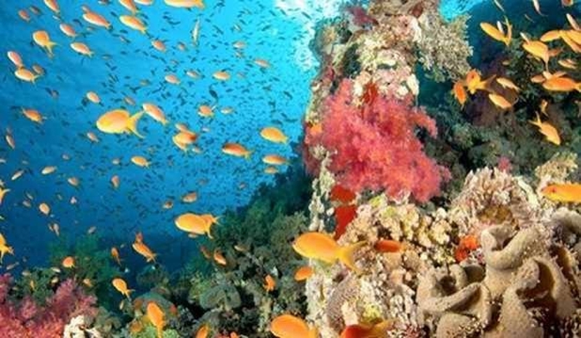 Explore the Wonders of the Red Sea – White Island & Ras Mohamed 3