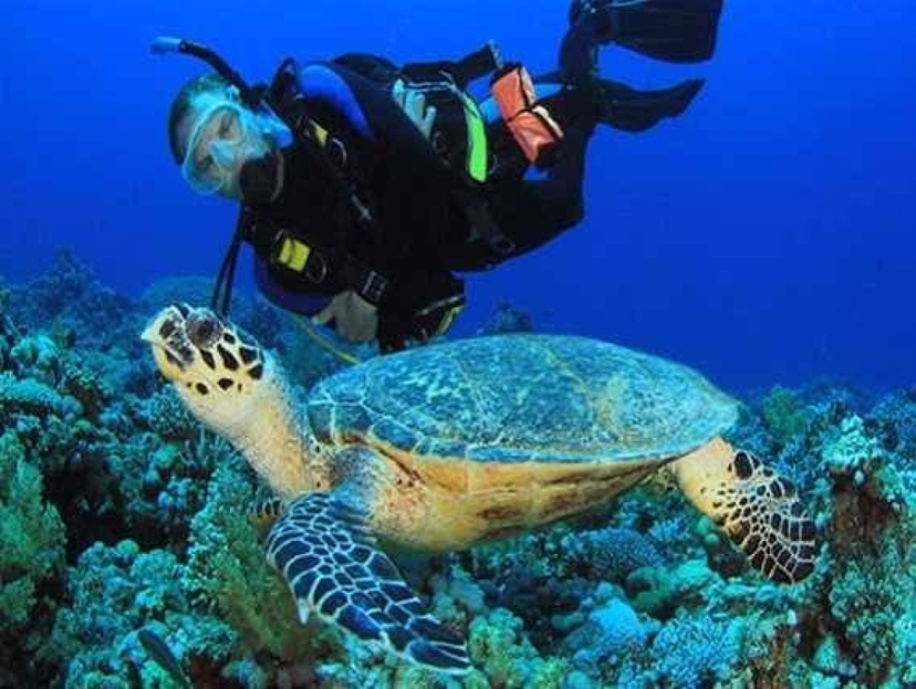 Explore the Wonders of the Red Sea – White Island & Ras Mohamed 4