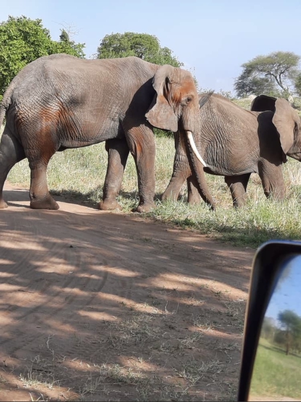 6-Day Tanzania Big Five Safari: Serengeti, Ngorongoro & Tarangire 2