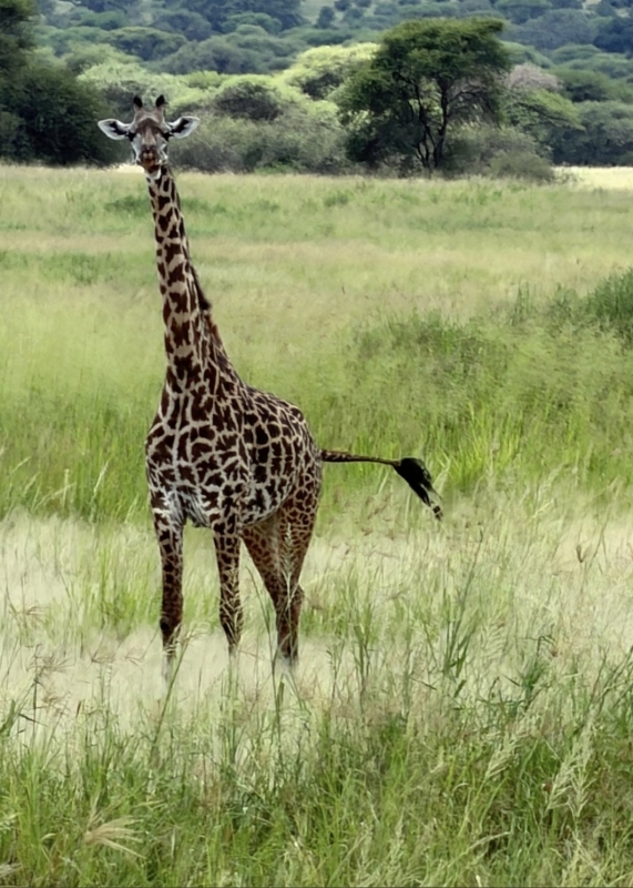 6-Day Tanzania Big Five Safari: Serengeti, Ngorongoro & Tarangire 3