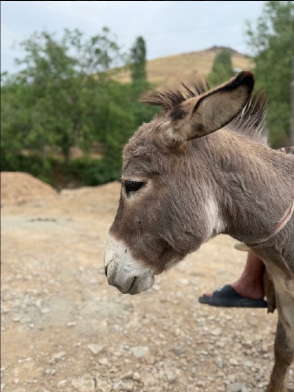 Blooming Mountains of Samarkand: Nature, Traditions & Local Life near Samarkand 3