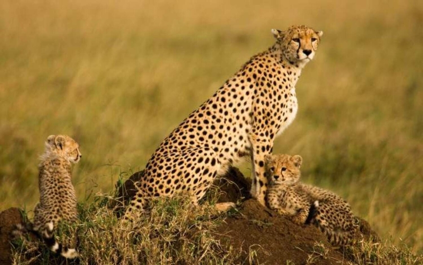6-Day Ndutu Calving Season Safari – Fly In and Out Mid-Range Safari 3