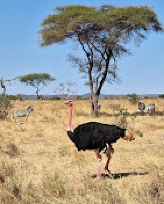 6-Day Ndutu Calving Season Safari – Fly In and Out Mid-Range Safari 4
